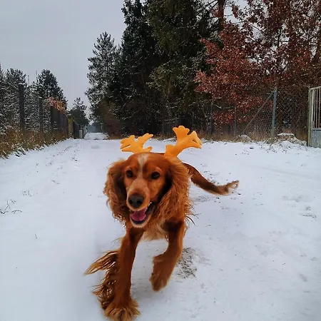 W Dolinie Radomki Dom wakacyjny Rogozek