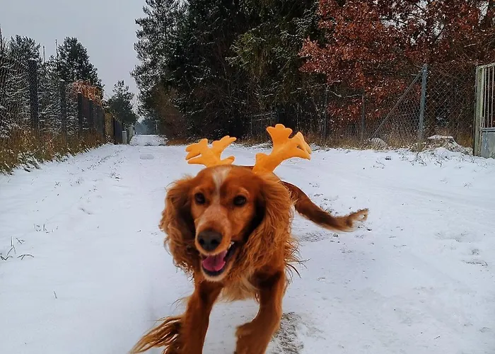 W Dolinie Radomki בית נופש Rogozek